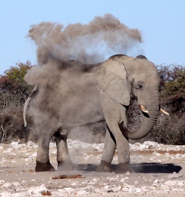 ELEPHANT - AFRICAN ELEPHANT - WHITE DESERT FORM - ETOSHA NATIONAL PARK NAMIBIA (30).JPG
