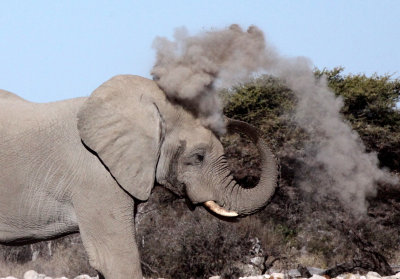 ELEPHANT - AFRICAN ELEPHANT - WHITE DESERT FORM - ETOSHA NATIONAL PARK NAMIBIA (39).JPG