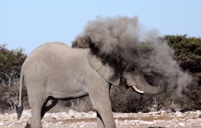ELEPHANT - AFRICAN ELEPHANT - WHITE DESERT FORM - ETOSHA NATIONAL PARK NAMIBIA (41).JPG
