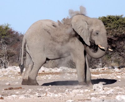 ELEPHANT - AFRICAN ELEPHANT - WHITE DESERT FORM - ETOSHA NATIONAL PARK NAMIBIA (44).JPG