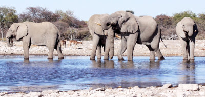 ELEPHANT - AFRICAN ELEPHANT - WHITE DESERT FORM - ETOSHA NATIONAL PARK NAMIBIA (8).JPG