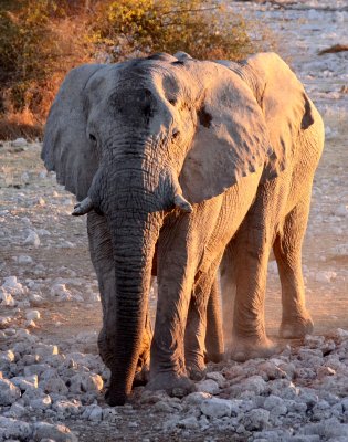 ELEPHANT - AFRICAN ELEPHANT - WHITE VARIETY - ETOSHA NATIONAL PARK NAMIBIA (36).JPG