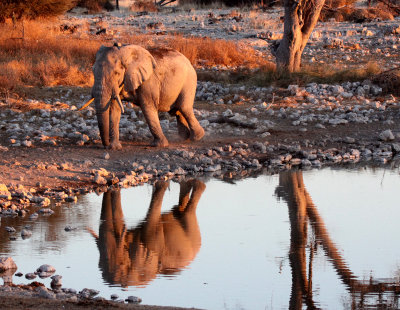 ELEPHANT - AFRICAN ELEPHANT - WHITE VARIETY - ETOSHA NATIONAL PARK NAMIBIA (45).JPG