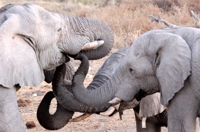 ELEPHANT - AFRICAN ELEPHANT - WHITE VARIETY - ETOSHA NATIONAL PARK NAMIBIA (54).JPG