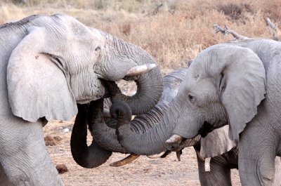 ELEPHANT - AFRICAN ELEPHANT - WHITE VARIETY - ETOSHA NATIONAL PARK NAMIBIA (55).JPG