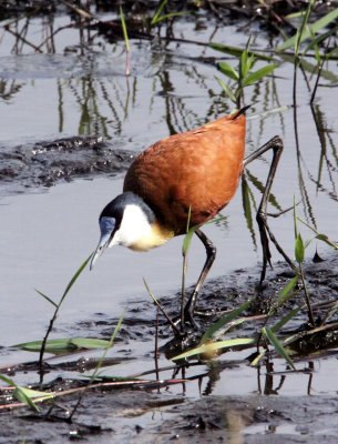 BIRD - JACANA - AFRICAN JACANA - SAINT LUCIA NATURE RESERVES SOUTH AFRICA (2).JPG