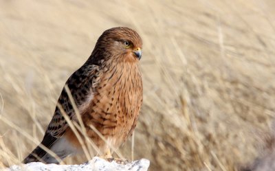 BIRD - KESTREL - GREATER KESTREL - ETOSHA NATIONAL PARK NAMIBIA (18).JPG
