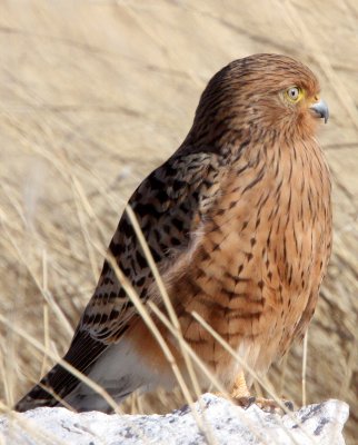 BIRD - KESTREL - GREATER KESTREL - ETOSHA NATIONAL PARK NAMIBIA (19).JPG