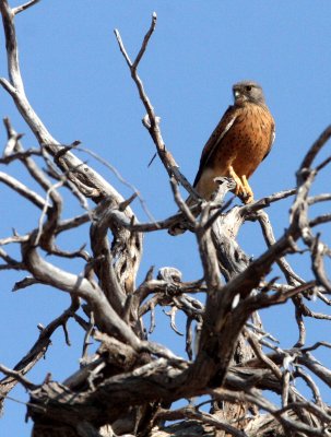 BIRD - KESTREL - LESSER KESTREL - FALCO NAUMANNI - KGALAGADI NATIONAL PARK RSA.JPG