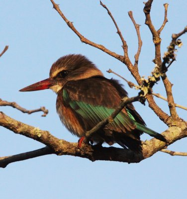 BIRD - KINGFISHER - BROWN-HOODED KINGFISHER - HALCYON ALBIVENTRIS - IMFOLOZI NATIONAL PARK SOUTH AFRICA (8).JPG