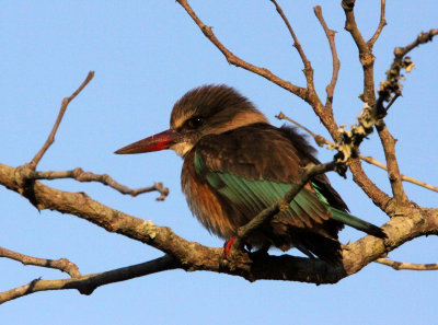 BIRD - KINGFISHER - BROWN-HOODED KINGFISHER - HALCYON ALBIVENTRIS - IMFOLOZI NATIONAL PARK SOUTH AFRICA.JPG