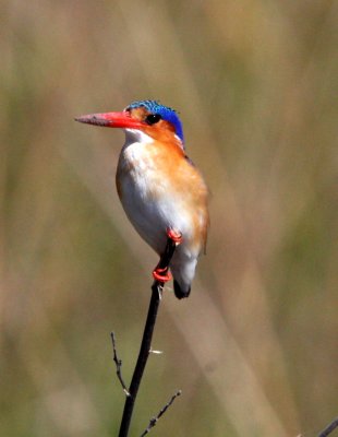 BIRD - KINGFISHER - MALACHITE KINGFISHER - OKAVANGO FORM - ALCEDO CRISTATA - KHWAI CAMP OKAVANGO BOTSWANA (29).JPG