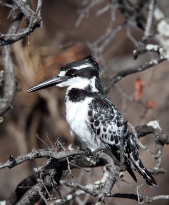 BIRD - KINGFISHER - PIED KINGFISHER - CHOBE NATIONAL PARK BOTSWANA (5).JPG