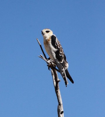 BIRD - KITE - BALCK-SHOULDERED KITE - ELANUS CAERULEUS - ETOSHA NATIONAL PARK NAMIBIA.JPG