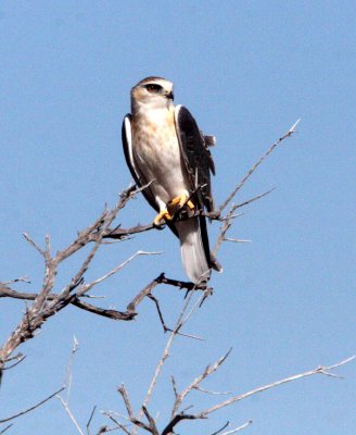 BIRD - KITE - BLACK-SHOULDERED KITE - ETOSHA NATIONAL PARK NAMIBIA (9).JPG