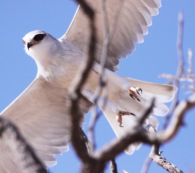 BIRD - KITE - BLACK-SHOULDERED KITE - KGALAGADI NATIONAL PARK SOUTH AFRICA (2).JPG