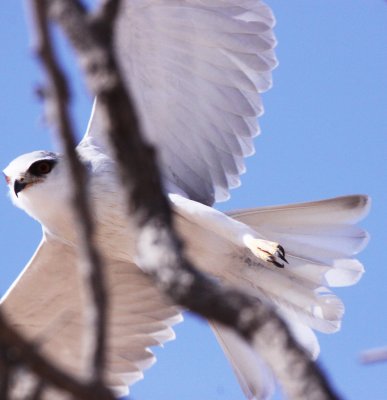 BIRD - KITE - BLACK-SHOULDERED KITE - KGALAGADI NATIONAL PARK SOUTH AFRICA (3).JPG