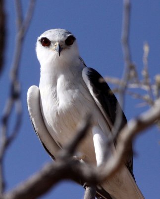 BIRD - KITE - BLACK-SHOULDERED KITE - KGALAGADI NATIONAL PARK SOUTH AFRICA.JPG
