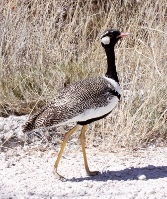 BIRD - KORHAAN - NORTHERN BLACK  KORHAAN - EUPODOTIS AFRAOIDES - ETOSHA NATIONAL PARK NAMIBIA (5).JPG