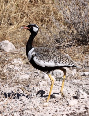 BIRD - KORHAAN - NORTHERN BLACK - EUPODOTIS AFRAOIDES - ETOSHA NATIONAL PARK NAMIBIA (11).JPG