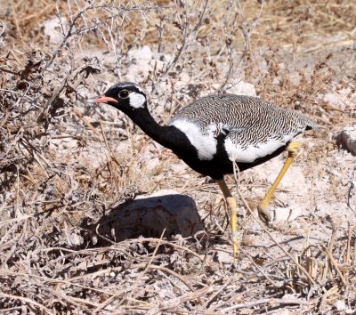BIRD - KORHAAN - NORTHERN BLACK - EUPODOTIS AFRAOIDES - ETOSHA NATIONAL PARK NAMIBIA (14).JPG