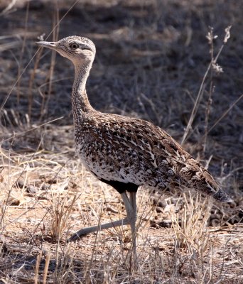 BIRD - KORHAAN - RED-CRESTED KORHAAN - EUPODOTIS RUFICRISTA - FEMALE - KRUGER NATIONAL PARK SOUTH AFRICA (3).JPG