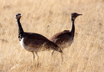 BIRD - KORHAAN - RUPELL'S KORHAAN - DAMARALAND, NAMIBIA (14).JPG