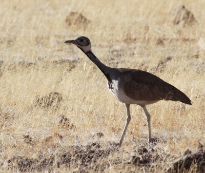 BIRD - KORHAAN - RUPPELL'S KORHAAN - EUPODOTIS REUPELLII - DAMARALAND, NAMIBIA (4).JPG