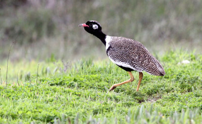 BIRD - KORHAAN - SOUTHERN BLACK KORHAAN - EUPODOTIS AFRA - WEST COAST NATIONAL PARK SOUTH AFRICA (8).JPG