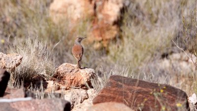 BIRD - LARK - KAROO LONG-BILLED LARK - CERTHILAUDA SUBCORONATA - AUGRABIES FALLS SOUTH AFRICA (3).JPG