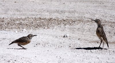 BIRD - LARK - SPIKE-HEELED LARK - CHERSOMANES ALBOFASCIATA - ETOSHA NATIONAL PARK NAMIBIA (4).JPG