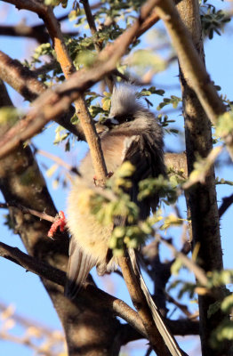 BIRD - MOUSEBIRD - WHITE-BACKED MOUSEBIRD - COLIUS COLIUS - AUGRABIES FALLS SOUTH AFRICA.JPG
