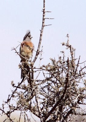BIRD - MOUSEBIRD - WHITE-BACKED MOUSEBIRD - COLIUS COLIUS - MARRICK CAMP KIMBERLY SOUTH AFRICA (2).JPG