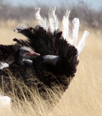 BIRD - OSTRICH - COMMON OSTRICH - ETOSHA NATIONAL PARK NAMIBIA (16).JPG