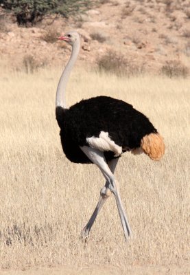 BIRD - OSTRICH - COMMON OSTRICH - KALAHARI GEMSBOK NP (6).JPG