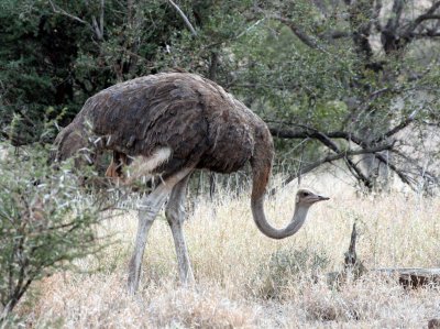 BIRD - OSTRICH - COMMON OSTRICH - KRUGER NATIONAL PARK SOUTH AFRICA.JPG