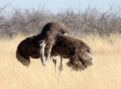 BIRD - OSTRICH - COMMON OSTRICH - MATING IN ETOSHA - ETOSHA NATIONAL PARK NAMIBIA (10).JPG