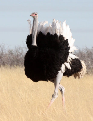 BIRD - OSTRICH - COMMON OSTRICH - MATING IN ETOSHA - ETOSHA NATIONAL PARK NAMIBIA (16).JPG
