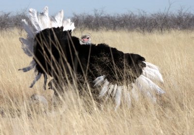 BIRD - OSTRICH - COMMON OSTRICH - MATING IN ETOSHA - ETOSHA NATIONAL PARK NAMIBIA (21).JPG