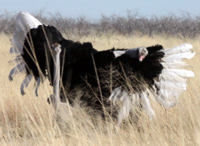 BIRD - OSTRICH - COMMON OSTRICH - MATING IN ETOSHA - ETOSHA NATIONAL PARK NAMIBIA (27).JPG