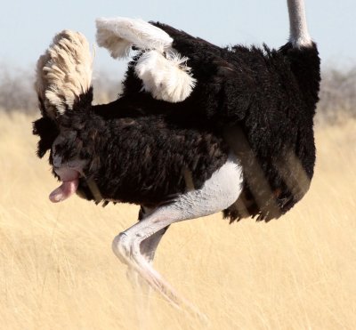 BIRD - OSTRICH - COMMON OSTRICH - MATING IN ETOSHA - ETOSHA NATIONAL PARK NAMIBIA (33).JPG