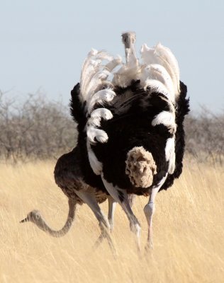 BIRD - OSTRICH - COMMON OSTRICH - MATING IN ETOSHA - ETOSHA NATIONAL PARK NAMIBIA (6).JPG