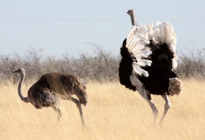 BIRD - OSTRICH - COMMON OSTRICH - MATING IN ETOSHA - ETOSHA NATIONAL PARK NAMIBIA (8).JPG