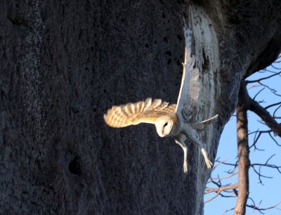 BIRD - OWL - BARN OWL - PLANET BAOBAB RESERVE KALAHARI (2).JPG