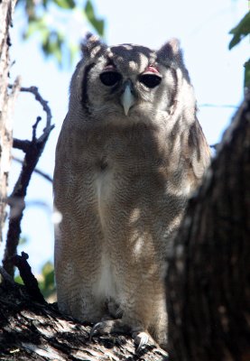 BIRD - OWL - EAGLE OWL - GIANT OR VERREAUX'S GIANT EAGLE OWL - BUBO LACTEUS - KRUGER NATIONAL PARK SOUTH AFRICA (11).JPG