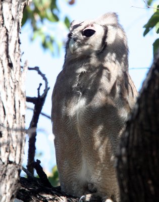 BIRD - OWL - EAGLE OWL - GIANT OR VERREAUX'S GIANT EAGLE OWL - BUBO LACTEUS - KRUGER NATIONAL PARK SOUTH AFRICA (12).JPG