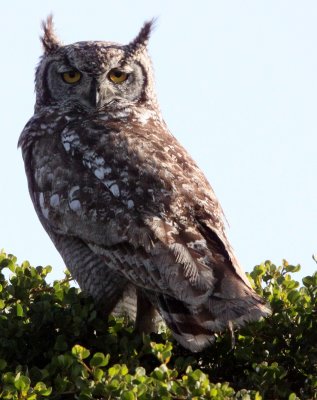 BIRD - OWL - EAGLE OWL - SPOTTED EAGLE OWL - WEST COAST NATIONAL PARK SOUTH AFRICA (2).JPG