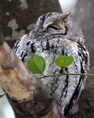 BIRD - OWL - SCOPS-OWL - AFRICAN SCOPS-OWL - OTUS SENEGALENSIS - KRUGER NATIONAL PARK SOUTH AFRICA (3).JPG