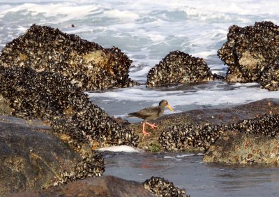 BIRD - OYSTERCATCHER - AFRICAN BLACK OYSTERCATCHER - HAEMATOPUS MOQUINI - WEST COAST NATIONAL PARK SOUTH AFRICA (5).JPG