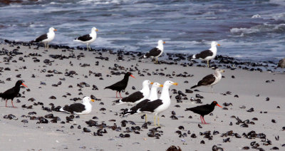 BIRD - OYSTERCATCHER - AFRICAN OYSTERCATCHER - WITH CAPE GULL -  BIRD ISLAND LAMBERT'S BAY SOUTH AFRICA (6).JPG